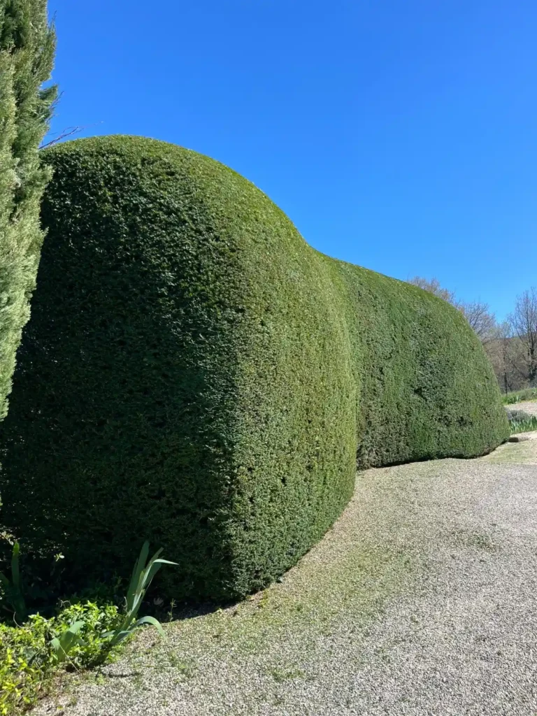 Taille de haie par Laurie Paysage en Drôme Provençale