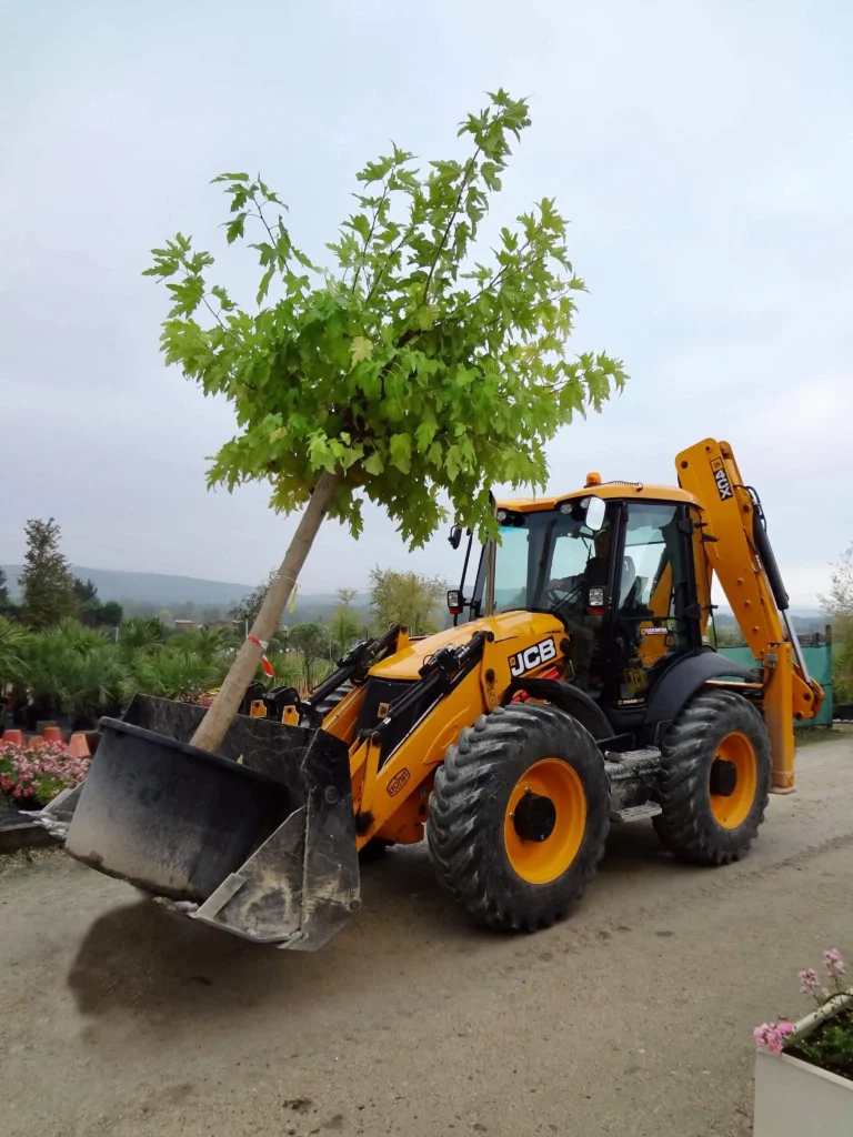Pépinière et vente de végétaux en Drôme provençale