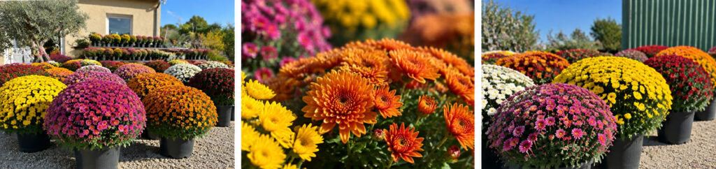 Nos Chrysanthèmes arrivent le 15 octobre !