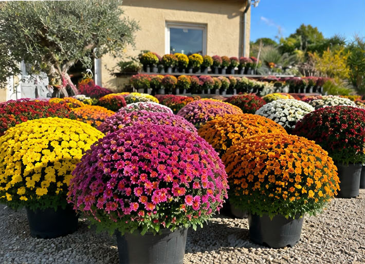 Nos Chrysanthèmes arrivent le 15 octobre !
